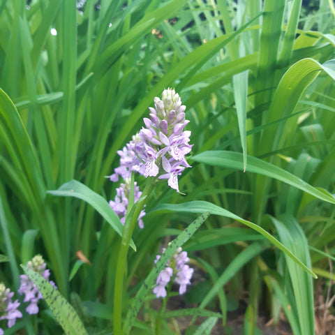 Terrestrial orchids