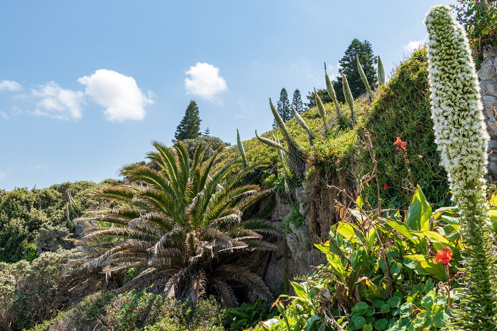 Wild plants on a sunny day.