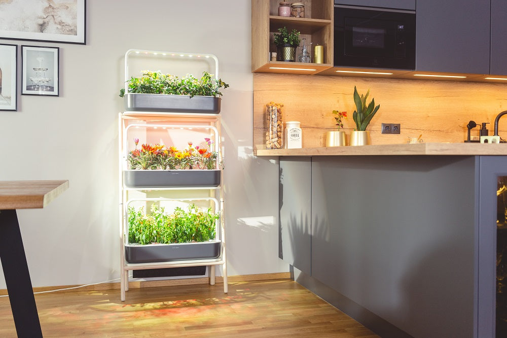 Colorful Smart Garden 27 in a dining room.