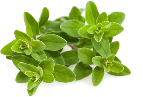 Marjoram plant.