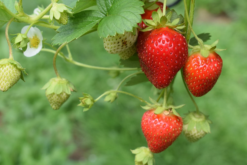 Hanging strawberries.