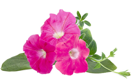 Pink petunia plant