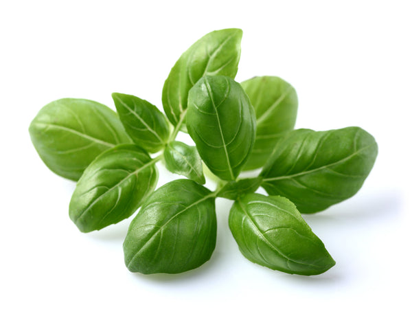 Basil Plant Pods 9-pack