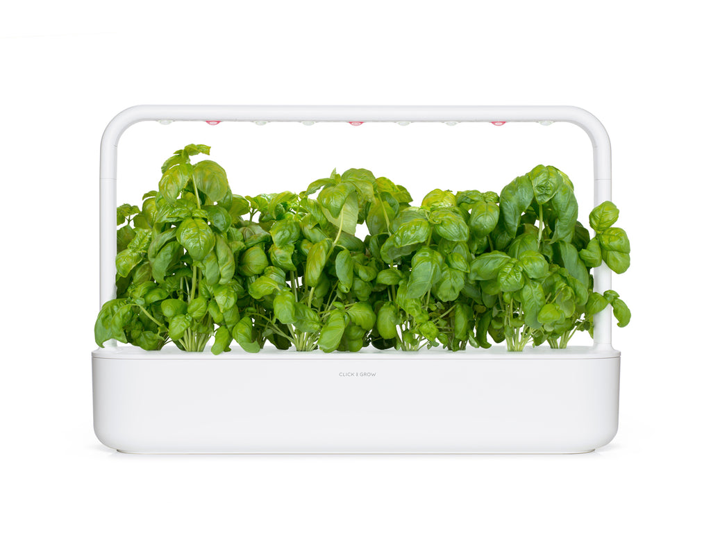 Luscious basil growing in a white Click & Grow smart garden 9.