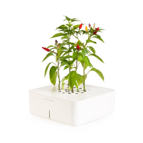 Click & Grow Chili Pepper