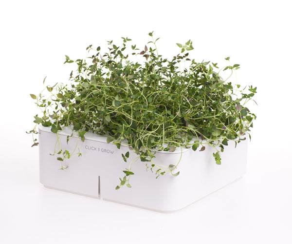 Click & Grow Thyme