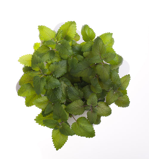 Click & Grow Lemon Balm