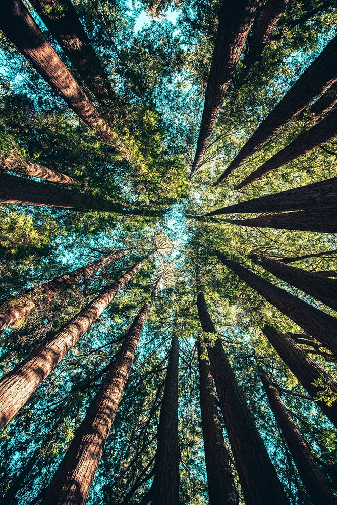 Secret Garden - Featuring ‘Natur-Park Schöneberger Südgelände’