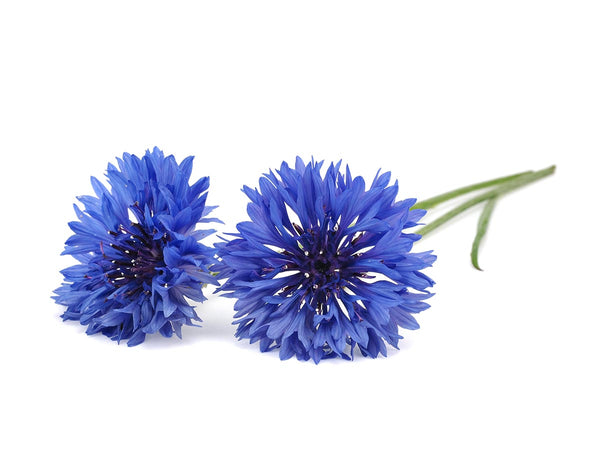 Cornflower Plant Pods