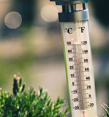 Thermometer next to a plant