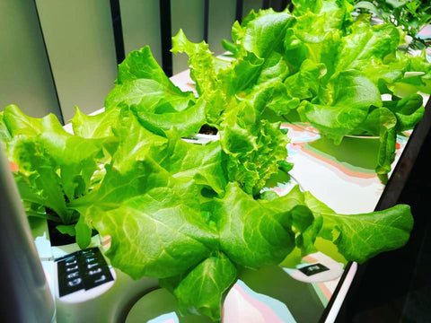 Closeup of Click and Grow green lettuce.