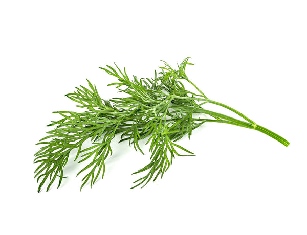 Dill Plant Pods 9-pack