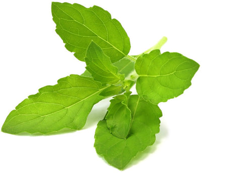 Click & Grow holy basil