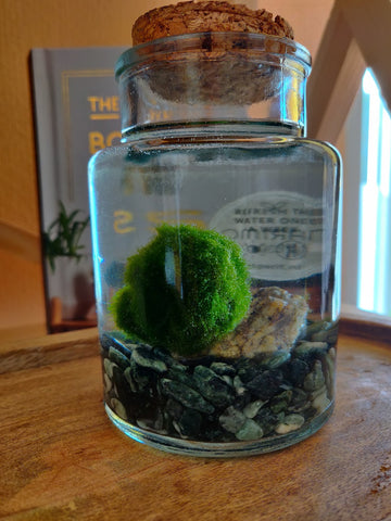 Marimo moss ball