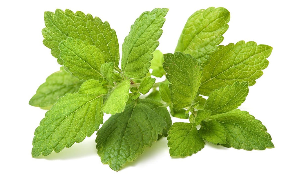 Click & Grow lemon balm