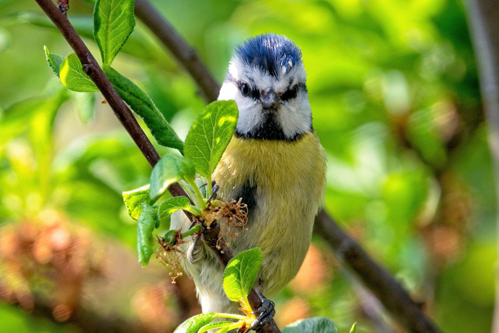 Forests: much more than just a collection of trees