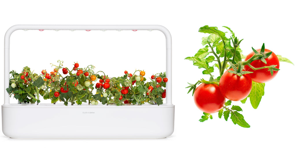 Mini tomatoes grown in a Click & Grow smart garden. 