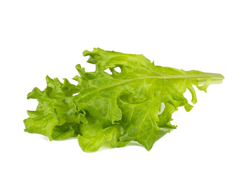 Click & Grow Oakleaf Lettuce on a white backdrop.