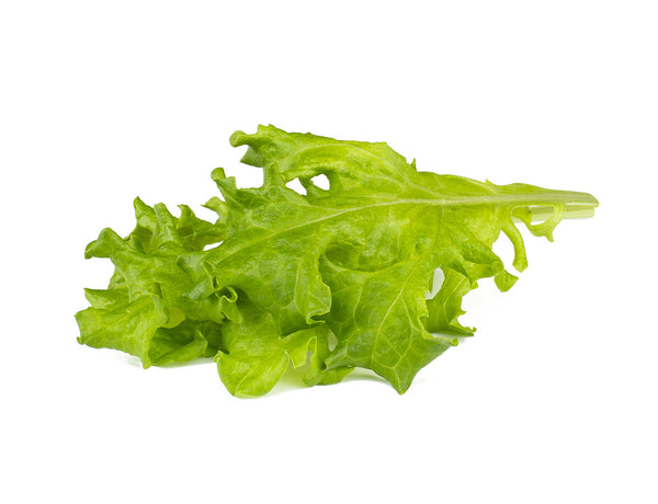 Oakleaf Lettuce Plant Pods 9-pack