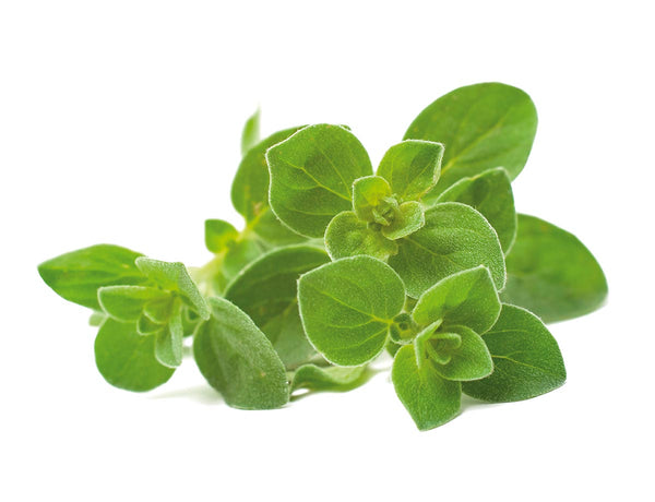 Oregano Plant Pods 9-pack