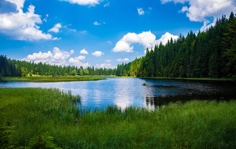 Lake in the forest 