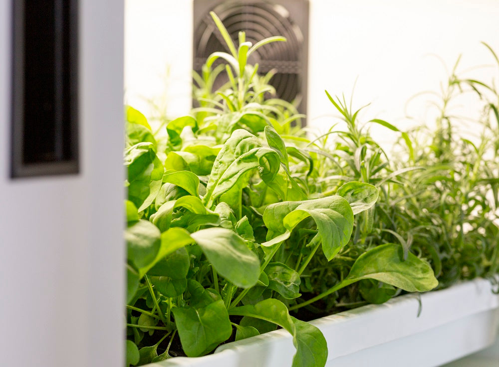 Urban cultivator greens.