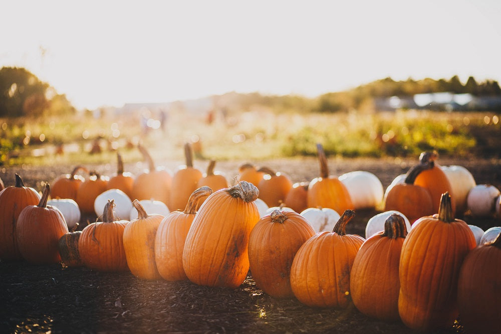 Pumpkins in the sunset.