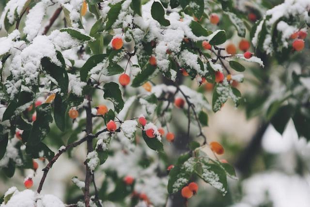 Outdoor plants covered in snow.