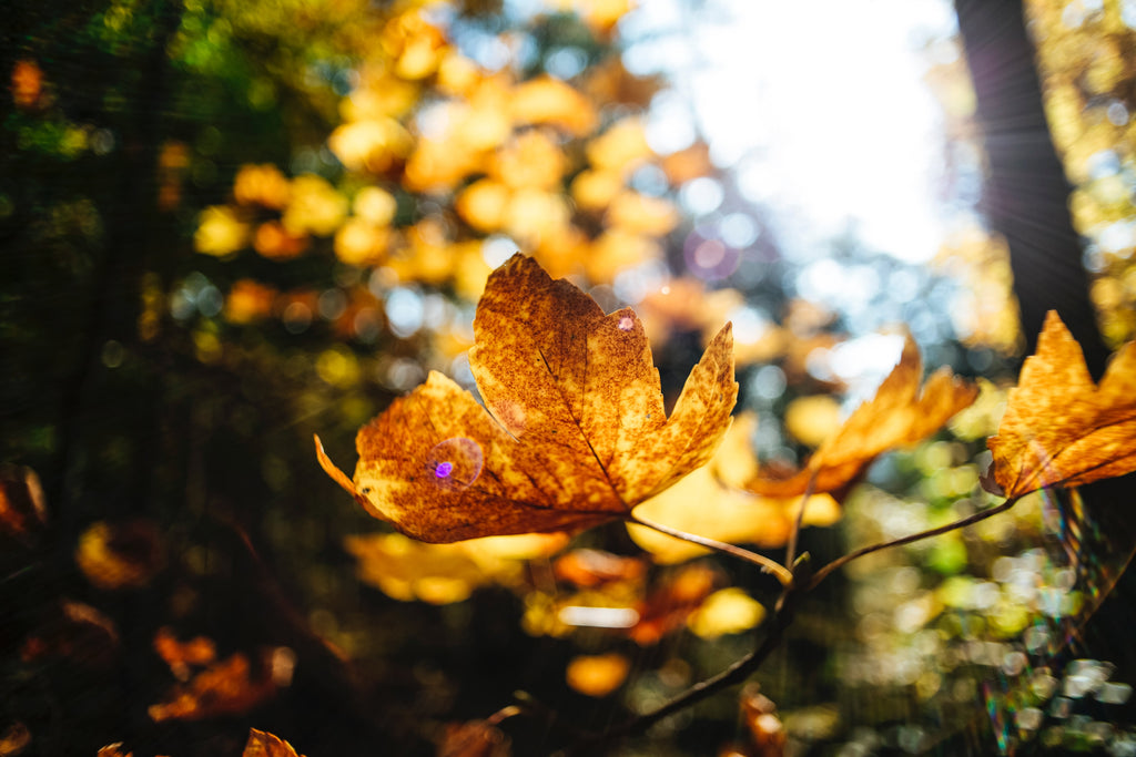 Autumn leaves at sunset.