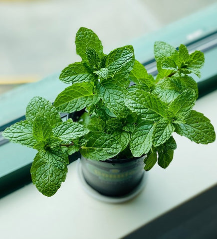 Potted peppermint on a windowsill