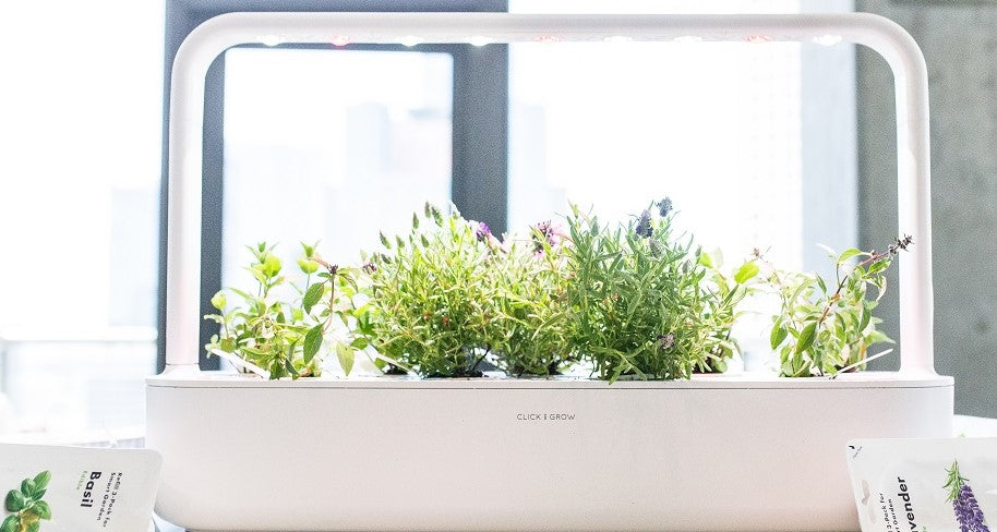 Smart Garden 9 in an office.