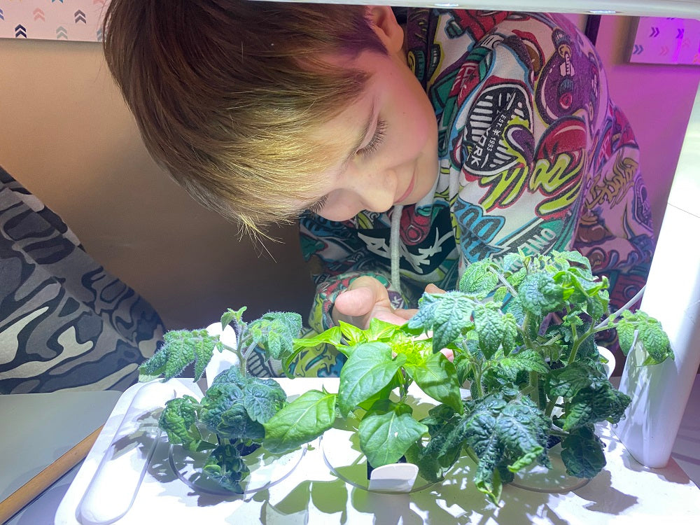 Student observing plants growing in the Click and Grow Smart Garden 3.