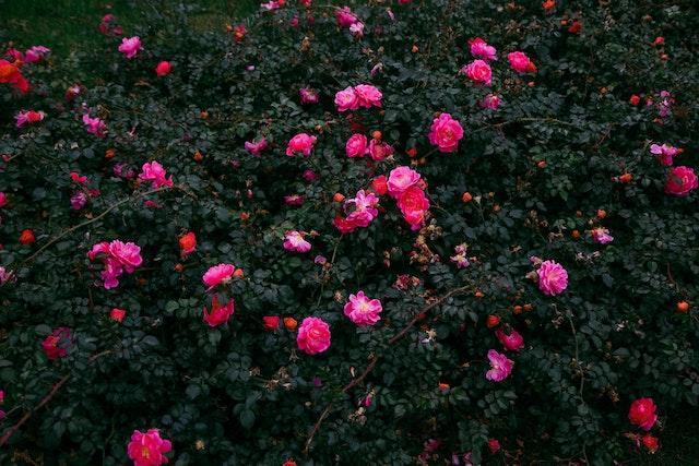 Pink plants in a bush.