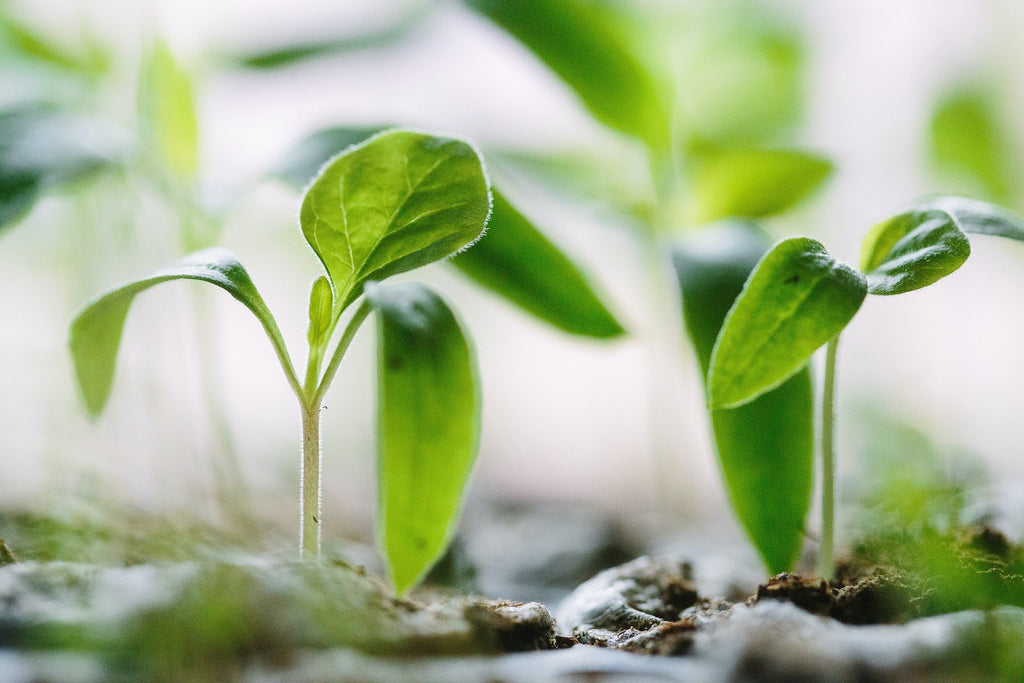 Closeup of seedlings growing.