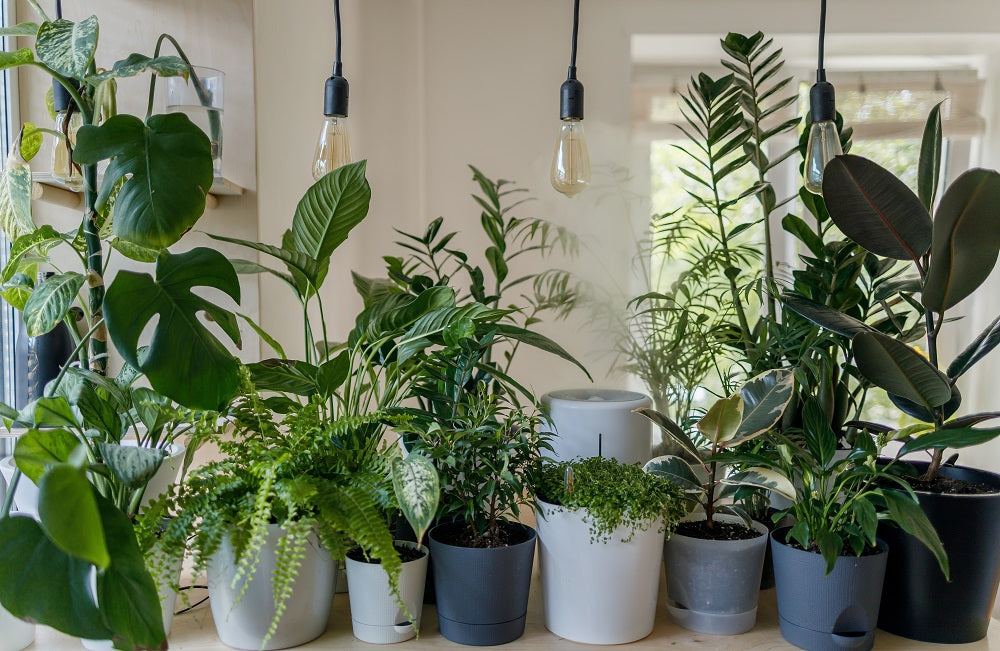 Houseplants crammed next to each other.