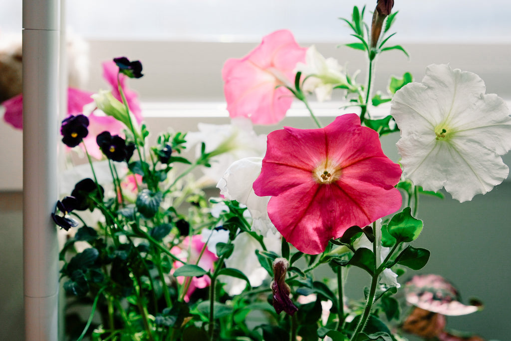 closeup of flowers growing in the Smart Garden 9.