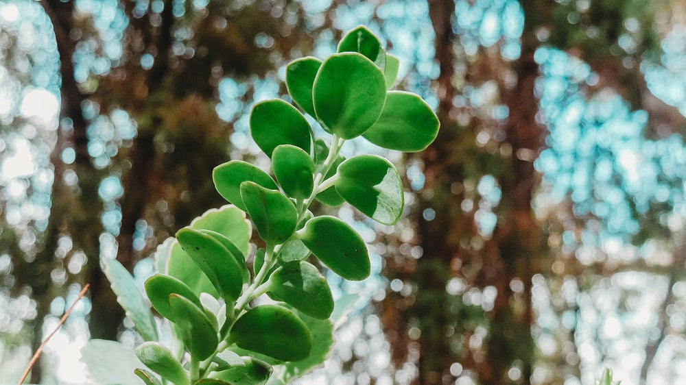 Upwards shot of a green leafed plant with trees in the background.