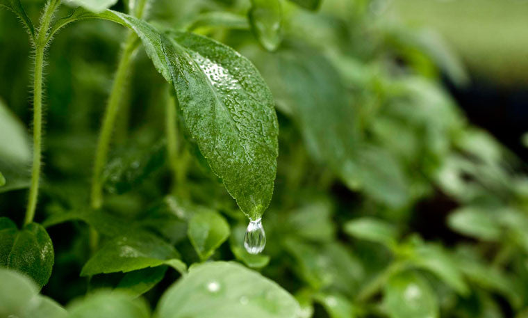 4 Uses For Fresh Stevia Leaves