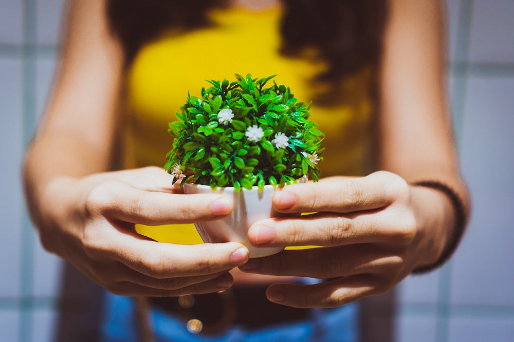 Indoor Gardening for Beginners: 5 Essential Tips