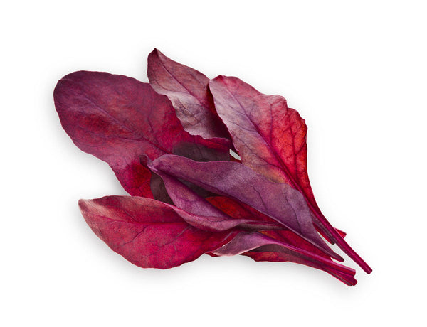 Red Chard Plant Pods 9-pack