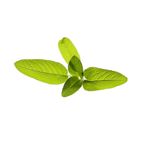 Click & Grow Garden Sage against a white backdrop.