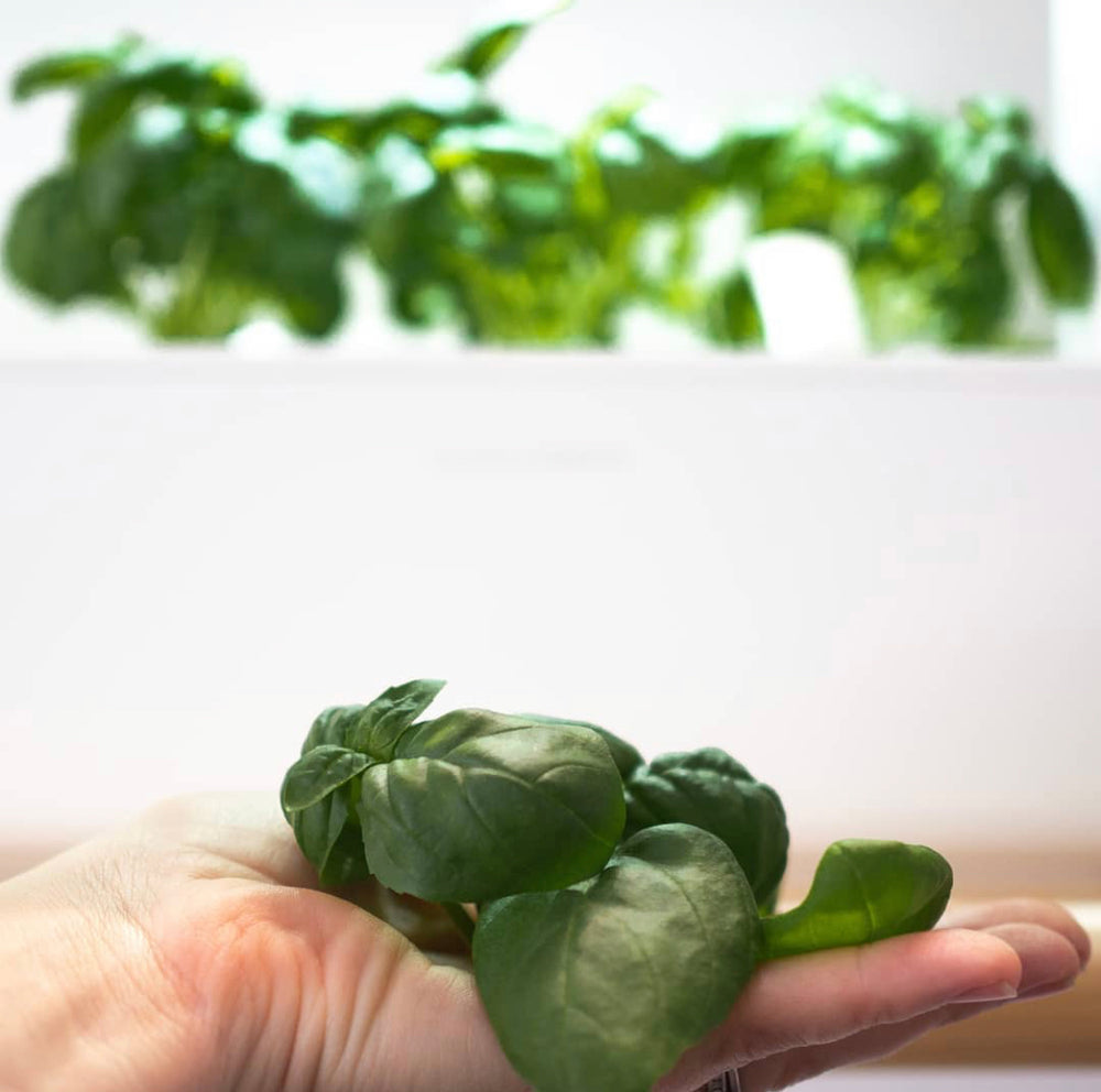 The No-Nonsense Guide to Harvesting Basil