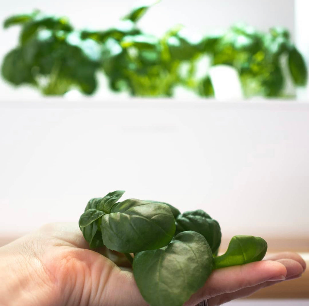 Freshly trimmed basil in the palm of a woman's hand.