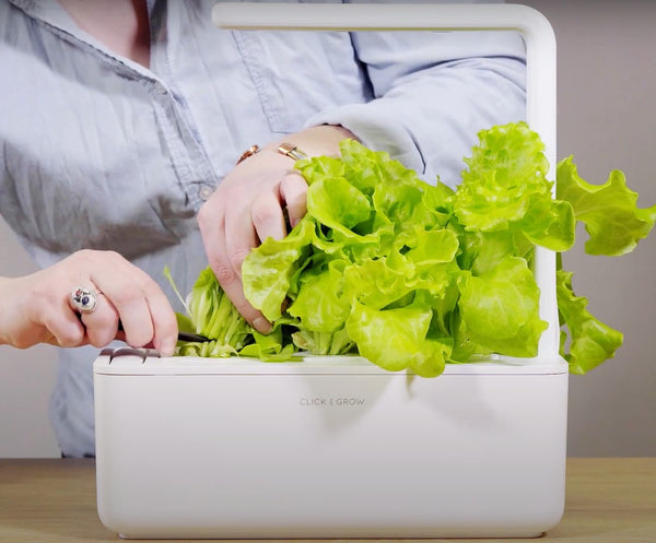 Harvesting lettuce in a Click & Grow smart garden