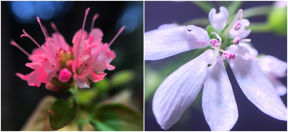 Indoor gardening collage