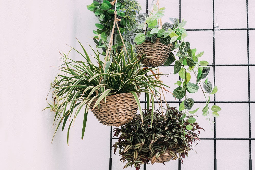 Plants hanging from a black plant grid