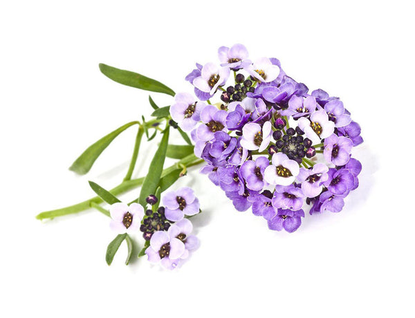 Sweet Alyssum Plant Pods