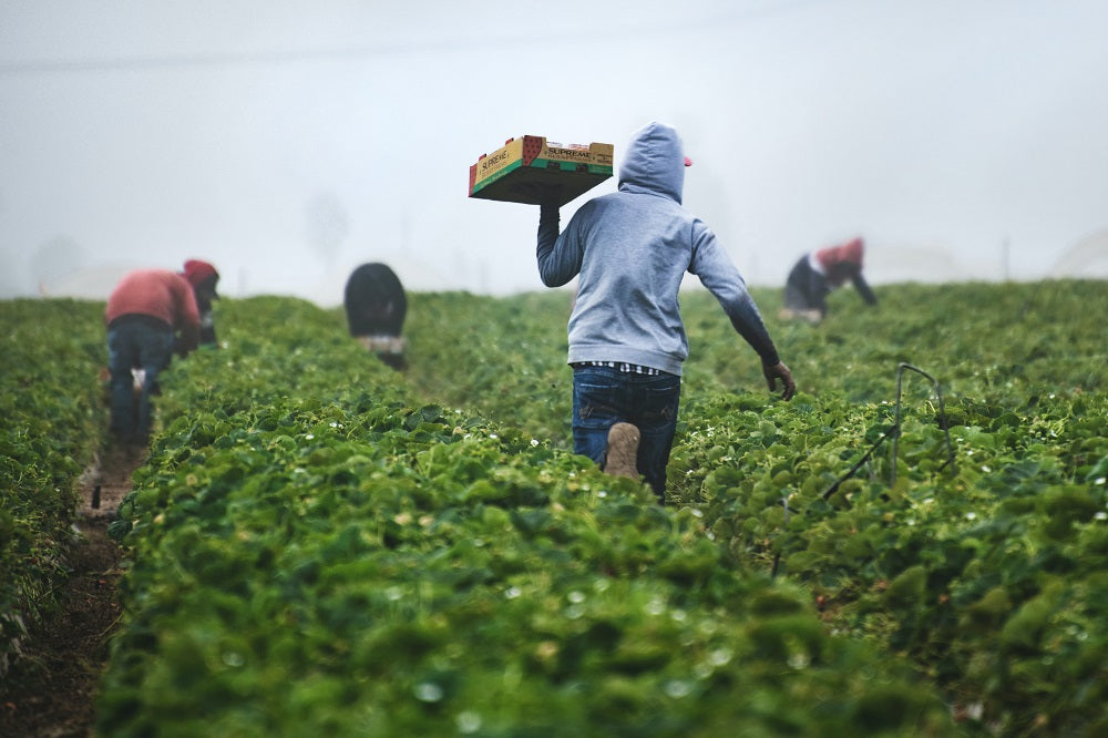 Workers picking fruit in a field.