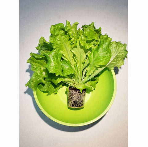 Healthy Click & Grow Lettuce