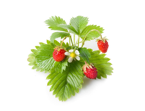 Wild Strawberry Plant Pods